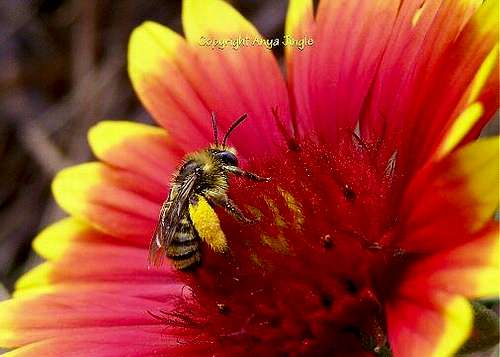 To Be a Bee