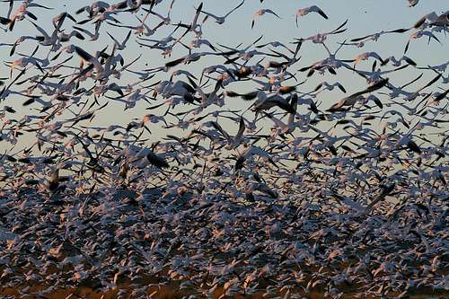 En masse flight of snow geese