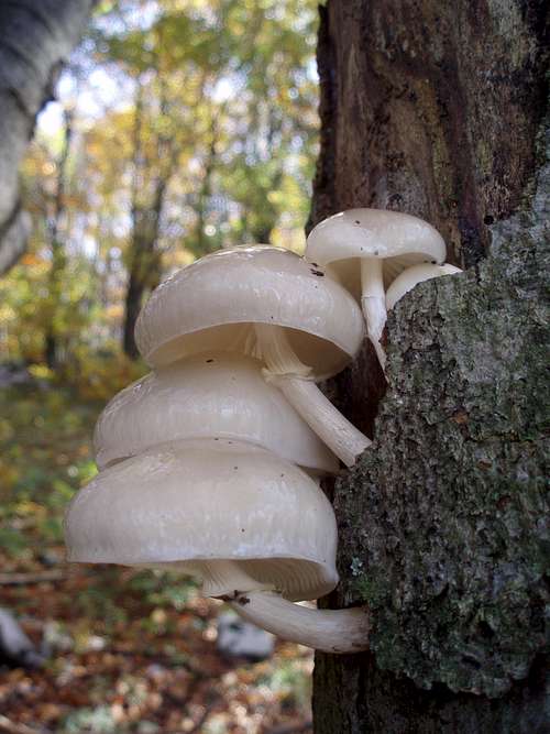 No name mushrooms