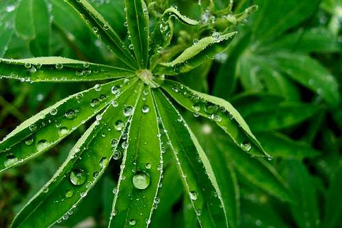 Beads of water on a Lupin leaf