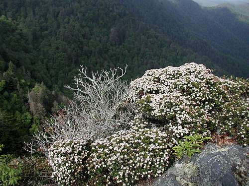 mountain flora