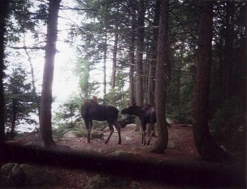 Ktaadn forest. Two Moose in...