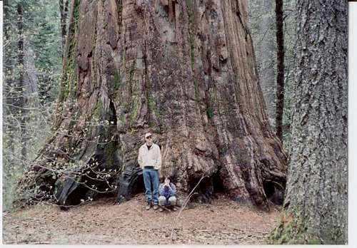 Sequoia with human subjects...