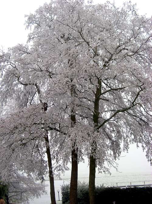 Tree full of frost