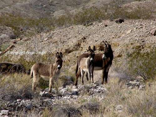 Wild Burros of Arizona