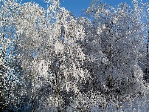 Rime on Weeping Birch Trees
