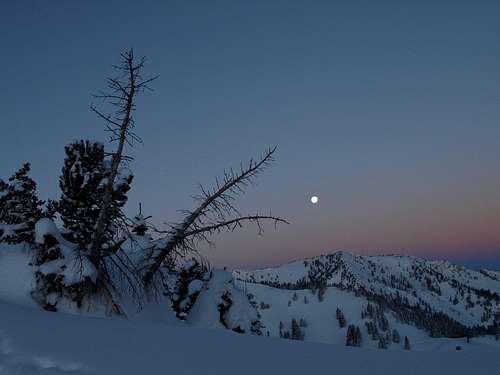 moonlit dawn on the Cottonwood ridge