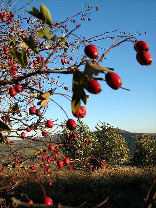 Fruits of Common Hawthorn in autumn
