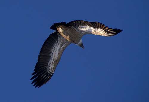 Griffon Vulture soaring up