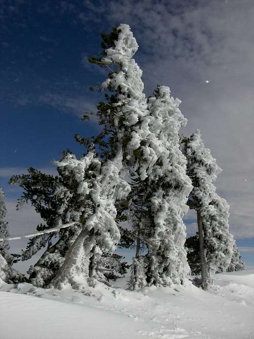 Trees at Baldy Notch