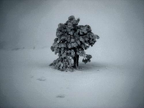 Frosty Tree in Baldy Bowl