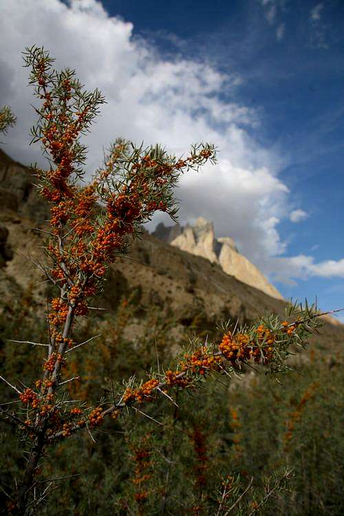 Wild Tree & High Mountains, Baltoro, Karakoram, Pakistan