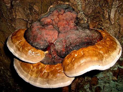 Red Banded Polypore ( Fomitopsis pinicola)