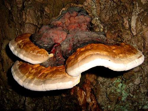 Red Banded Polypore ( Fomitopsis pinicola)