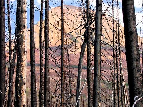 Burnt trees, Divide Mountain.