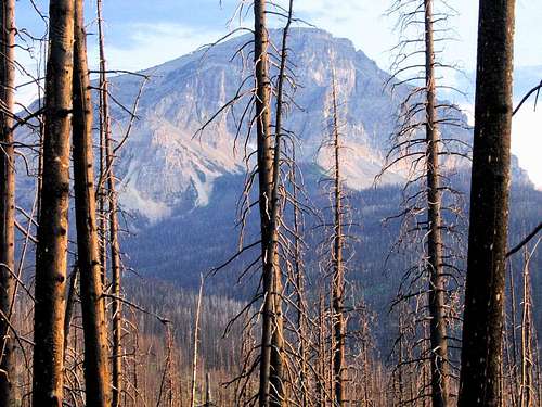 Burnt trees, Curly Bear Mountain.