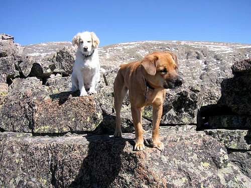 My dogs Raymond and Sopris on...