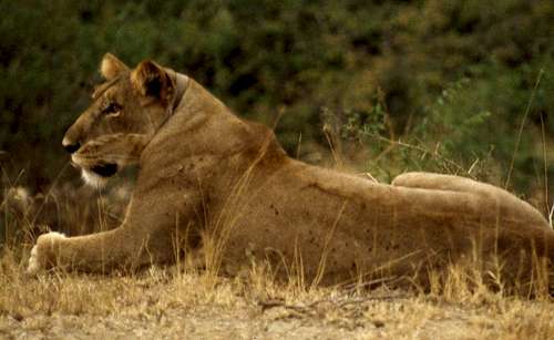 Lion, Queen Elizabeth National Park