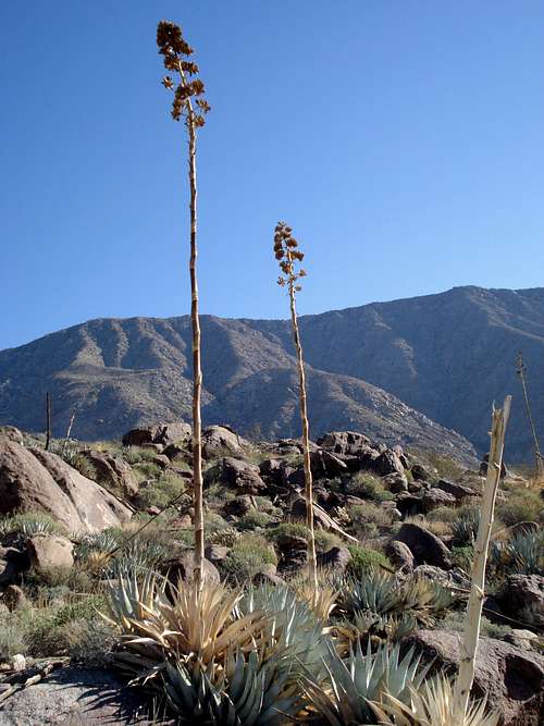 Agave found on the ascent to Rabbit Peak