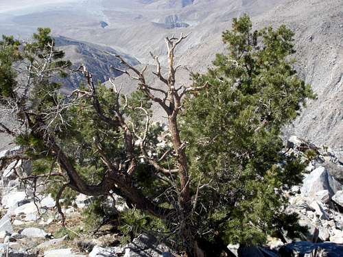 Pinyon Pine enroute to Rabbit Peak