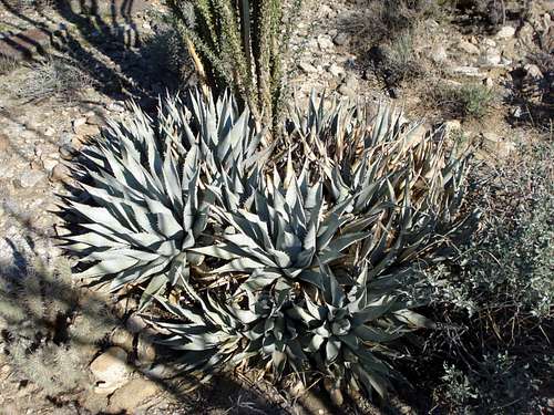 Silver Agave
