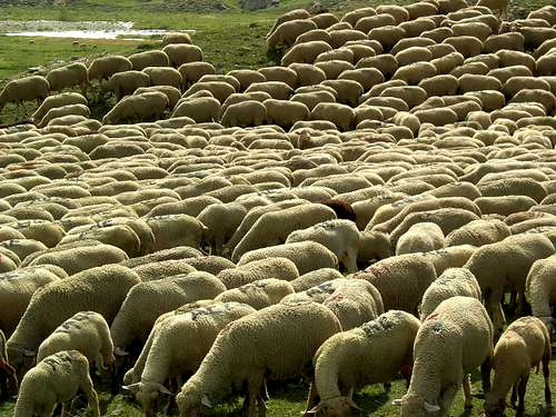sheep des Ecrins