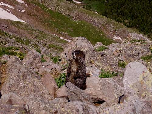 Marmot near Horn Peak summit