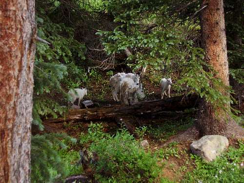 Goat Herd. Chicago Basin. Weminuche Wilderness,Colorado