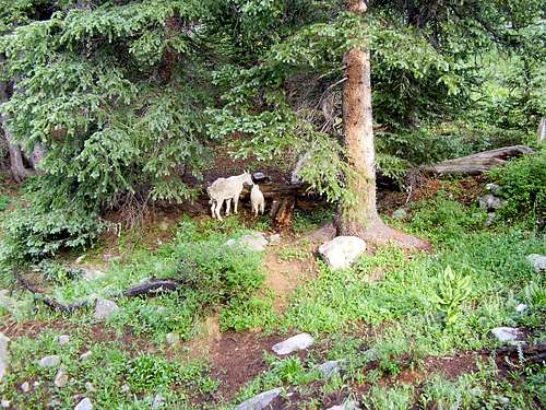 Goats. Chicago Basin. Weminuche Wilderness, Colorado