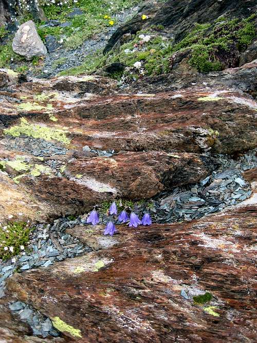 Harebell between coloured rocks