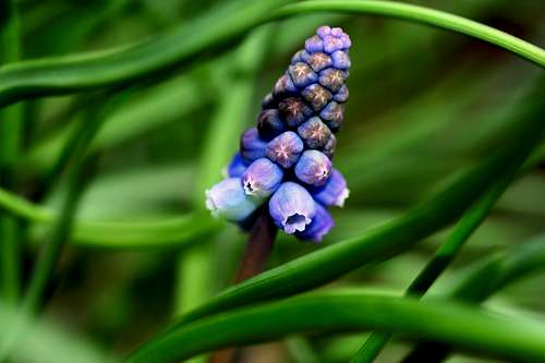 Common grape hyacinth <b><i>Muscari botryoides