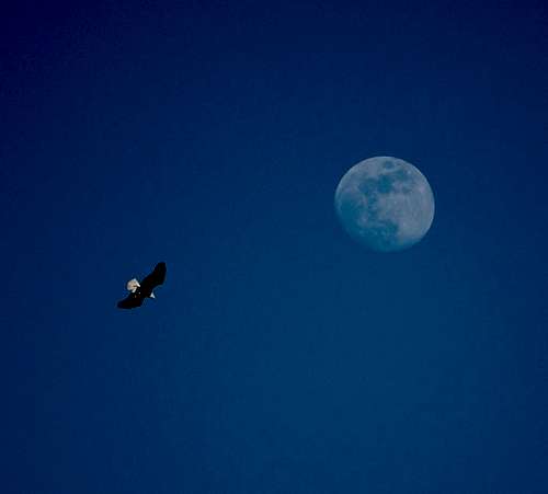 Bald Eagle and Moon