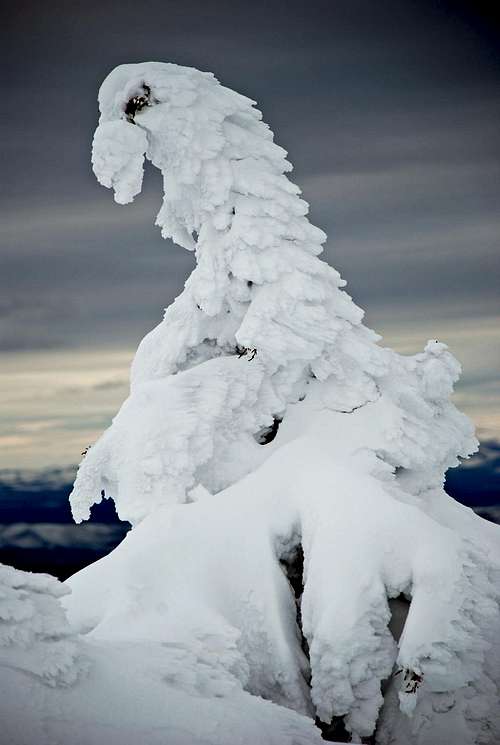 Rime Ice Covered Tree