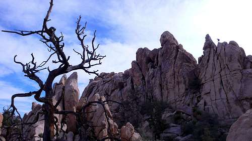 A dead tree with some rocks in the background