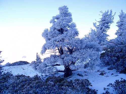 Frozen Jeffrey Pine-Limber Pine Bench