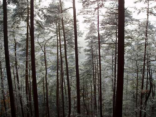 A savage pines forest at the Kohlberg ...