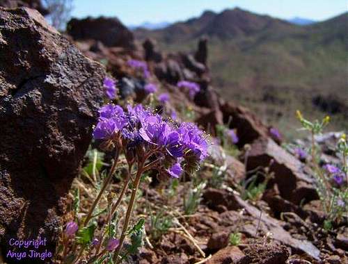 Phacelia in bloom on the approach to Cathedral Peaks