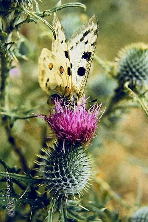 Apolon (Parnassius apollo)...