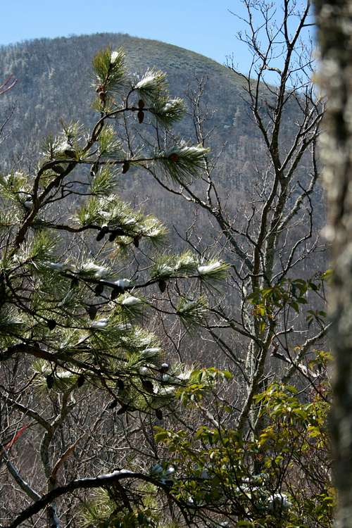 Smokies in March