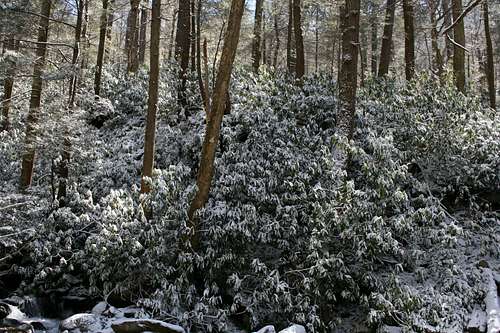 Rhododendrons in Snow