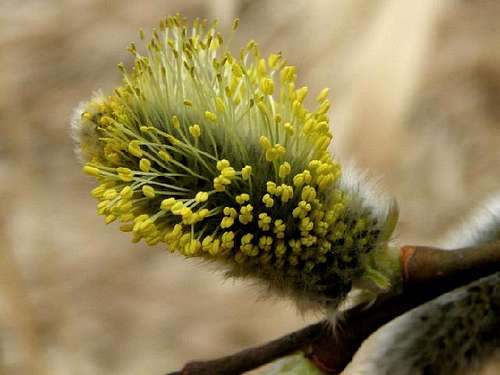 Male catkin of the Osier