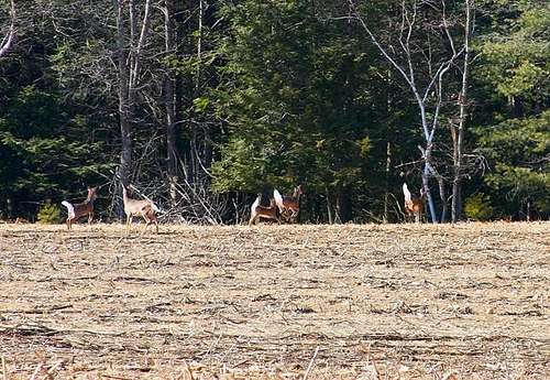 A Family of White Tail Deer
