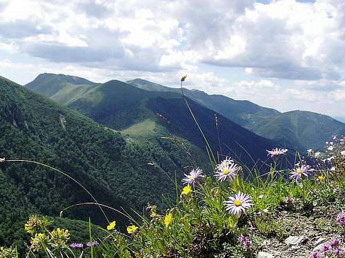 Flowers on slope of Rozsutec