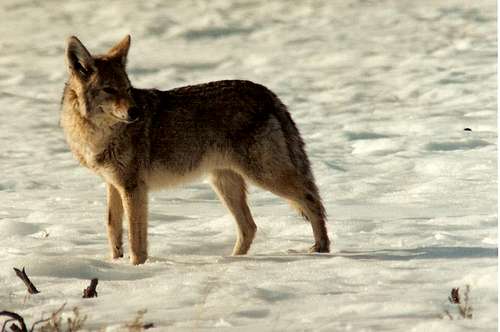 Coyote, Lamar Valley