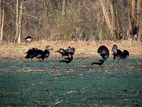 Wild turkey flock