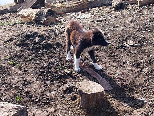 Shepherd Dog