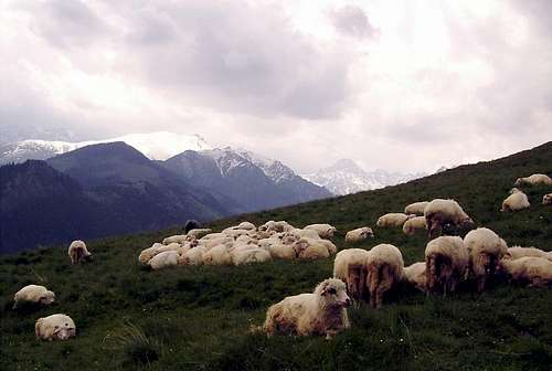 Rusinowa Meadow in Polish Tatras