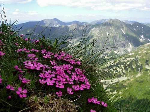 Flowers in West Tatras