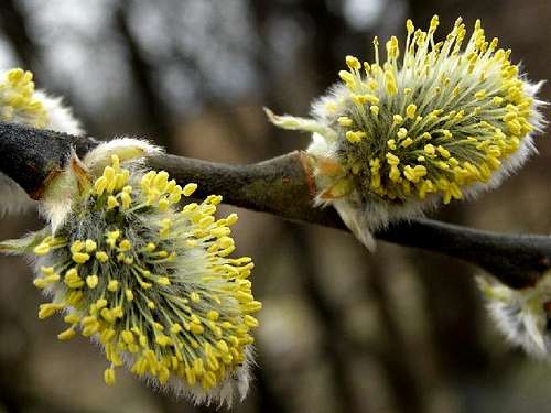 Male catkins of the Osier