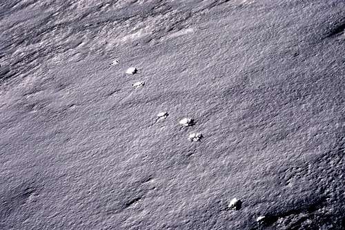 Leopard tracks...